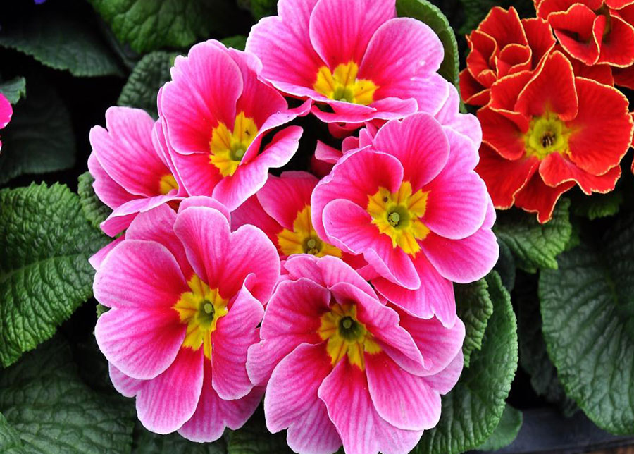گل پامچال ( Primula )