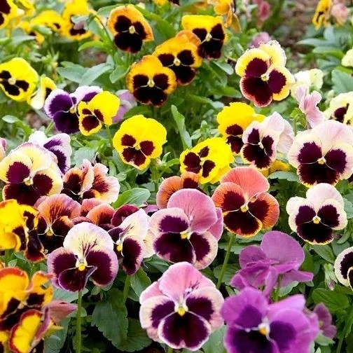 بذر گل بنفشه
