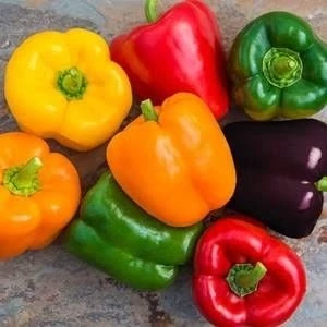 بذر فلفل دلمه ای رنگی