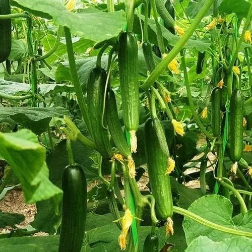 بذر خیار قلمی